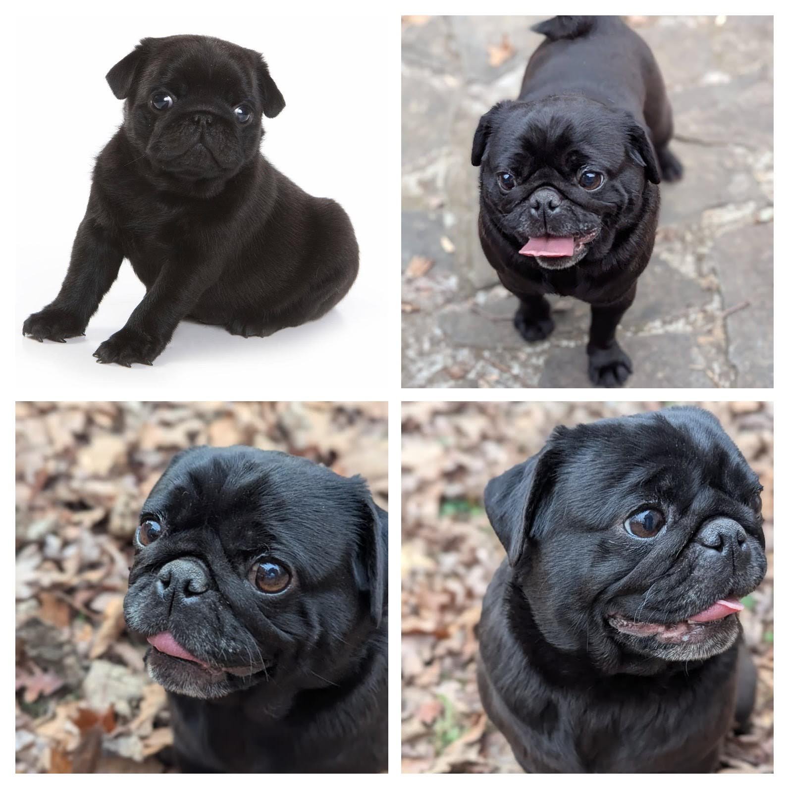 Our Dogs — Puglicious Cuddled Pugs